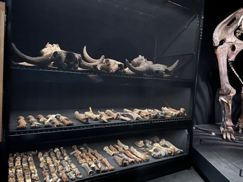 Photo of Leiden, Netherlands - June 18, 2022: Ancient bones and skulls in Naturalis Biodiversity Center