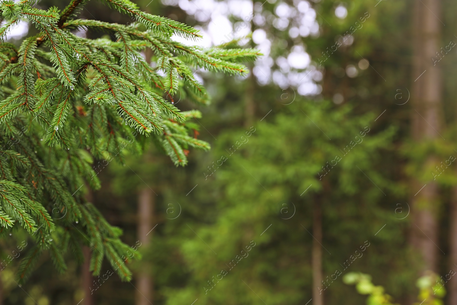 Photo of Beautiful fir with green branches in forest, closeup