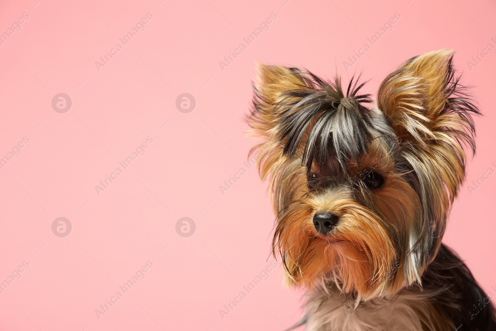 Photo of Adorable Yorkshire terrier on pink background, space for text. Cute dog