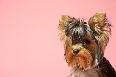 Adorable Yorkshire terrier on pink background, space for text. Cute dog