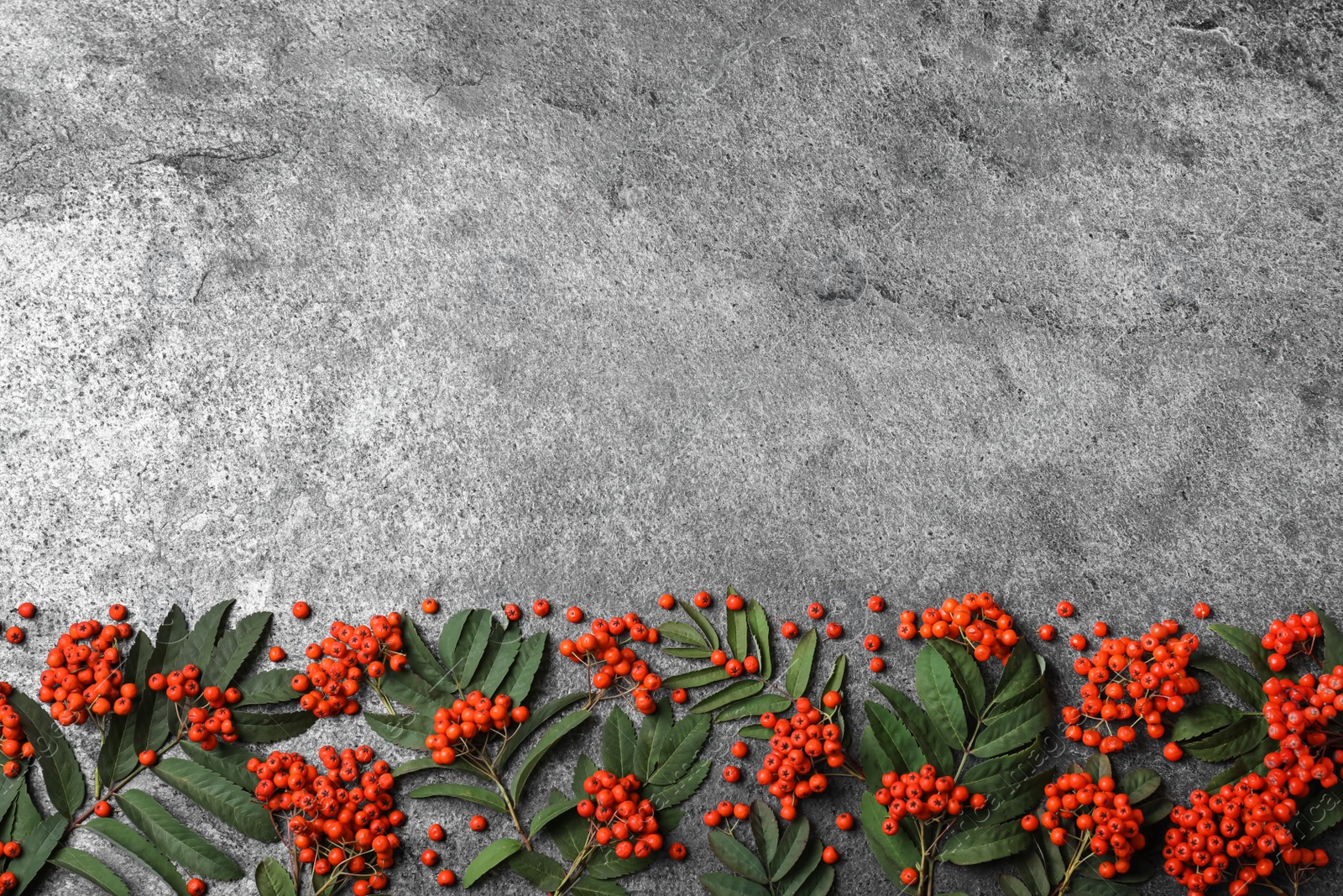 Photo of Fresh ripe rowan berries and green leaves on grey table, flat lay. Space for text