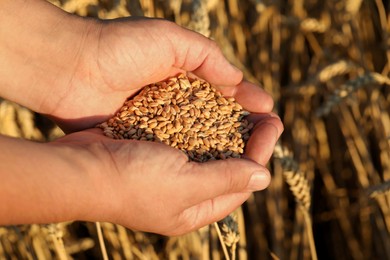 Photo of Man holding handful of wheat grains in field on sunny day, closeup