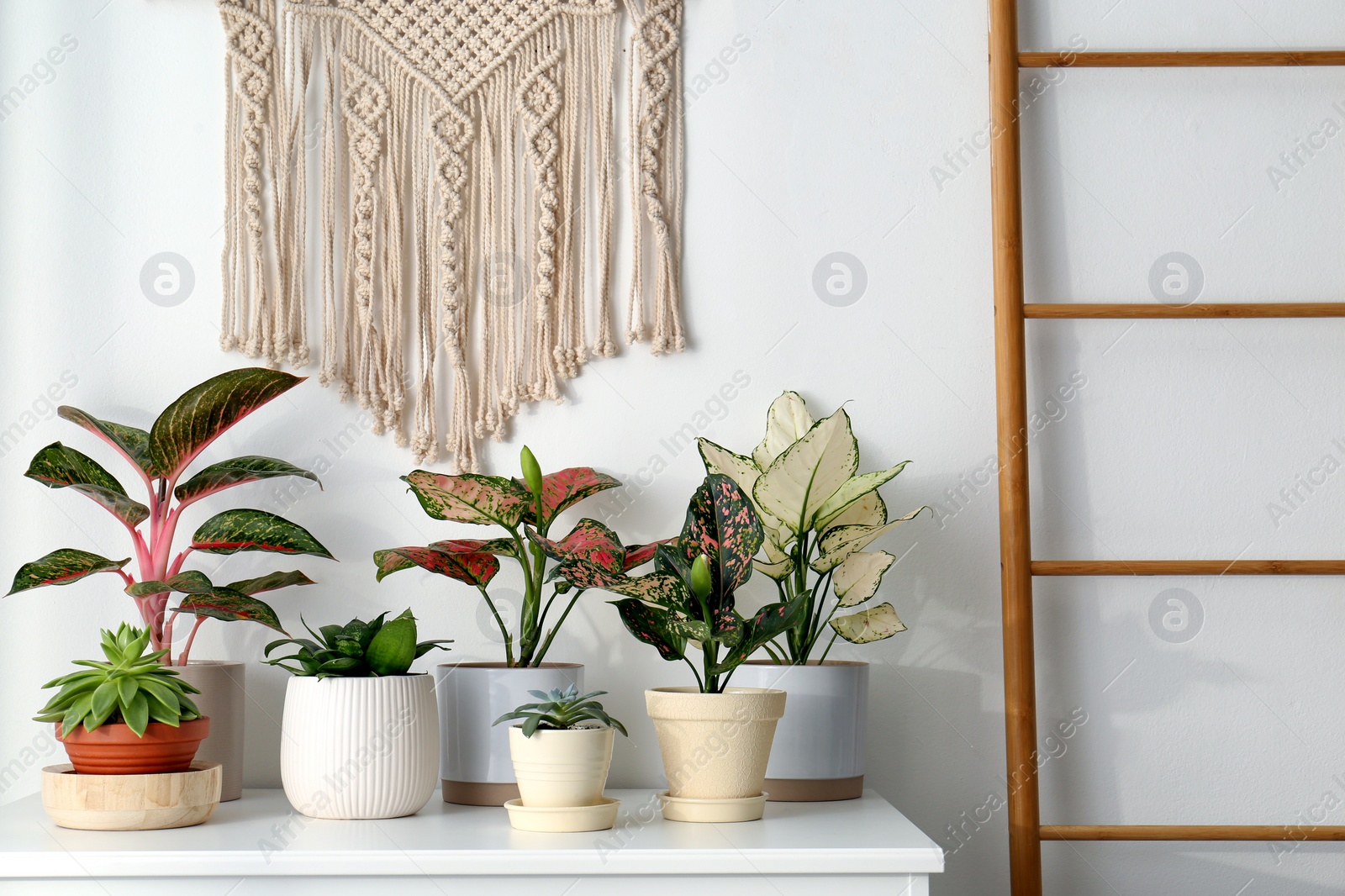 Photo of Exotic houseplants with beautiful leaves on chest of drawers at home