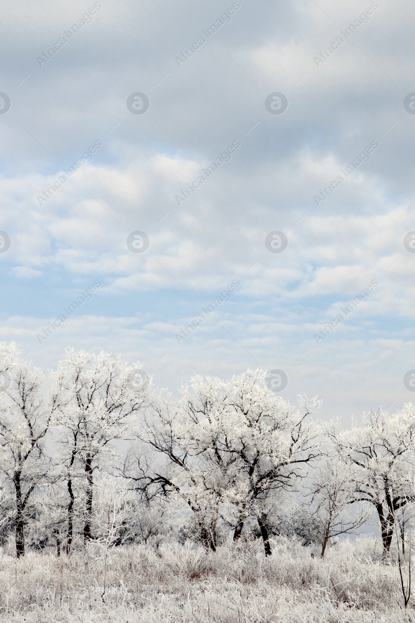 Photo of Plants covered with hoarfrost outdoors on winter morning