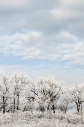 Plants covered with hoarfrost outdoors on winter morning