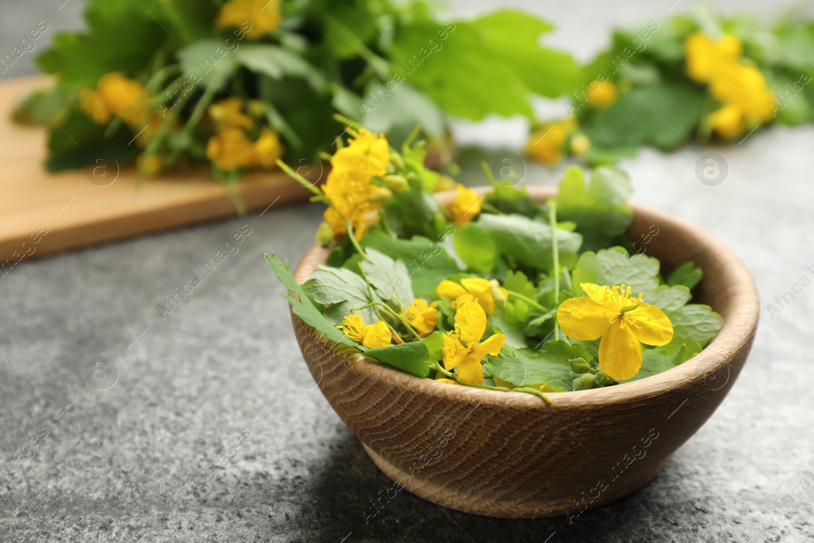 Photo of Celandine with beautiful yellow flowers in bowl on grey table, closeup