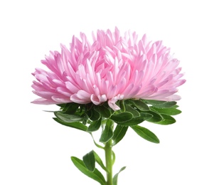 Beautiful bright aster flower on white background