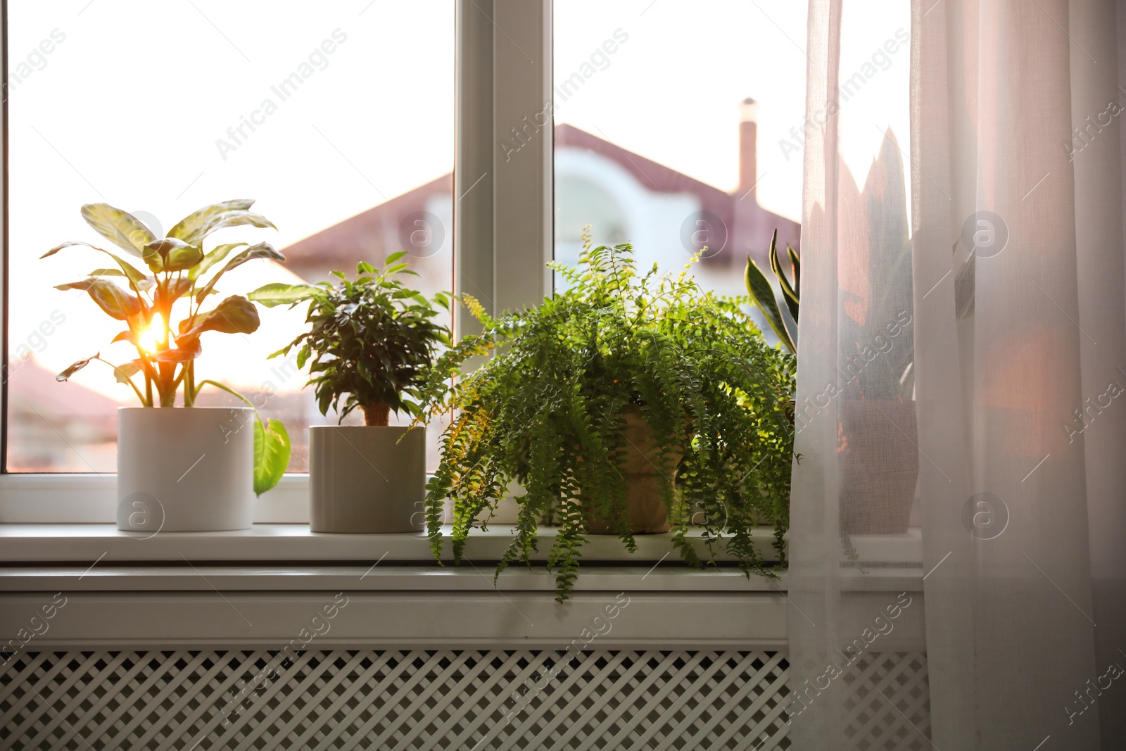 Photo of Different potted plants on window sill at home