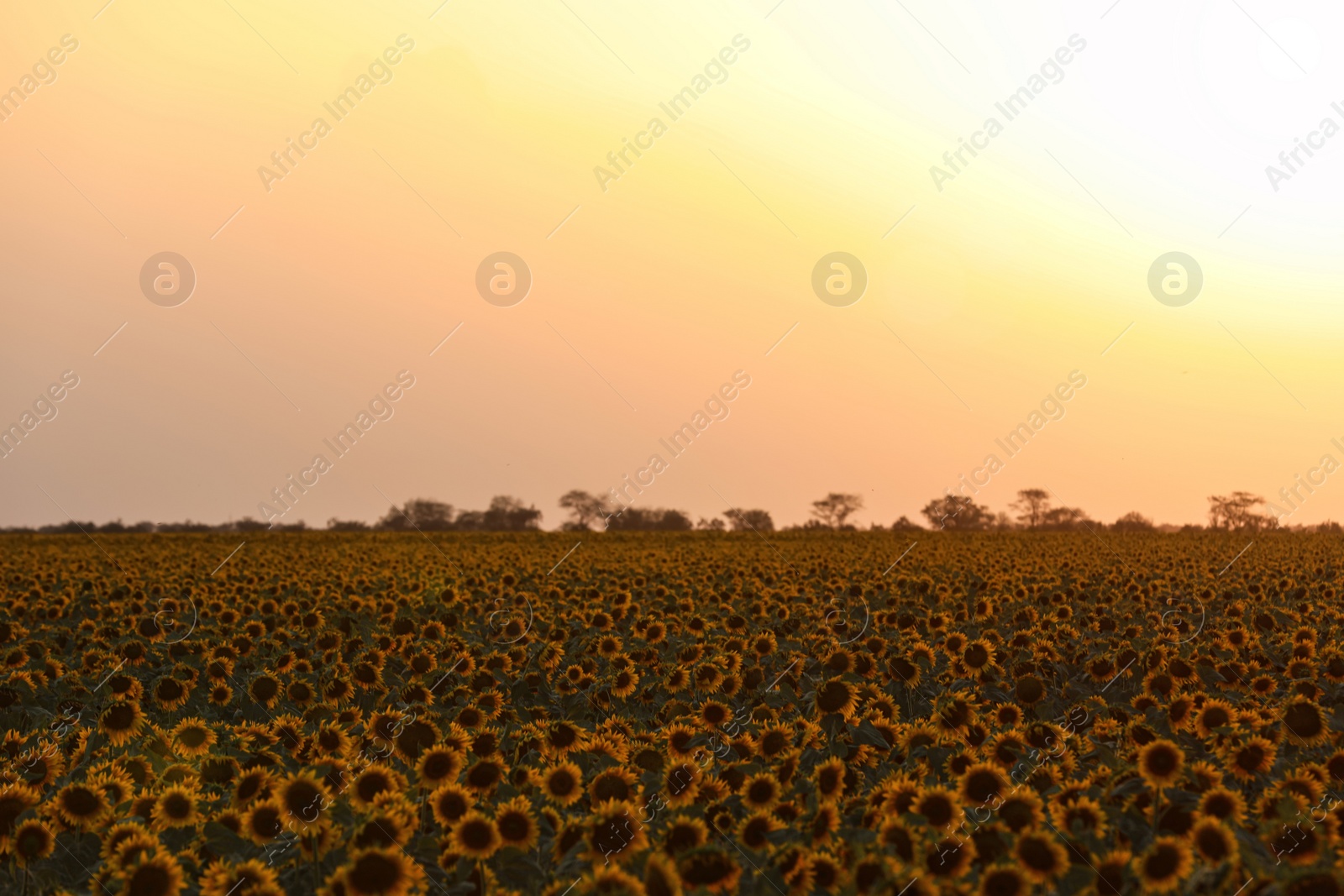 Photo of Beautiful view of field with yellow sunflowers outdoors at sunset