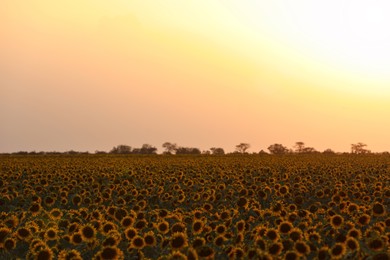 Beautiful view of field with yellow sunflowers outdoors at sunset