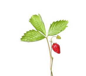 Photo of Stems of wild strawberry with berries and green leaves isolated on white