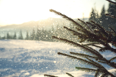 Photo of Fir tree covered with snow on winter day, closeup. Space for text