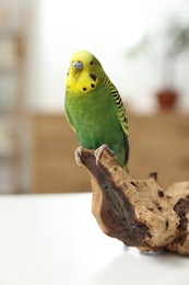 Photo of Pet parrot. Beautiful budgerigar siting on snag on table indoors