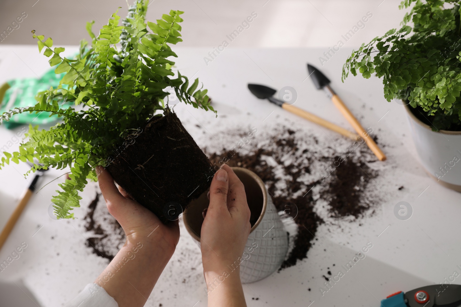 Photo of Woman holding fern above white table, closeup