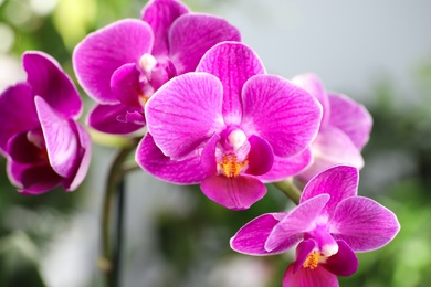 Photo of Beautiful blooming orchid on blurred background, closeup view