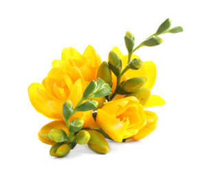 Photo of Beautiful yellow freesia flowers on white background