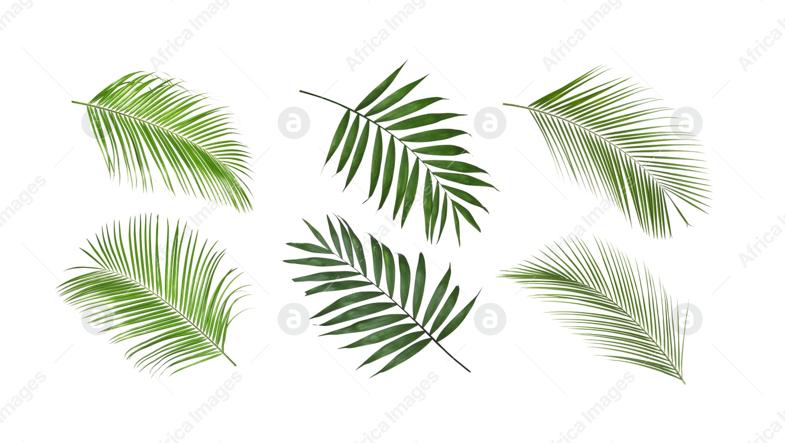 Image of Set of tropical leaves on white background