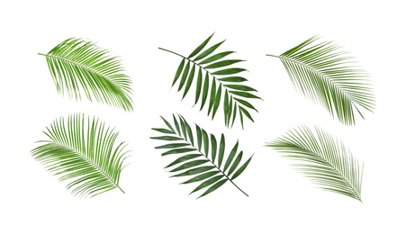 Set of tropical leaves on white background