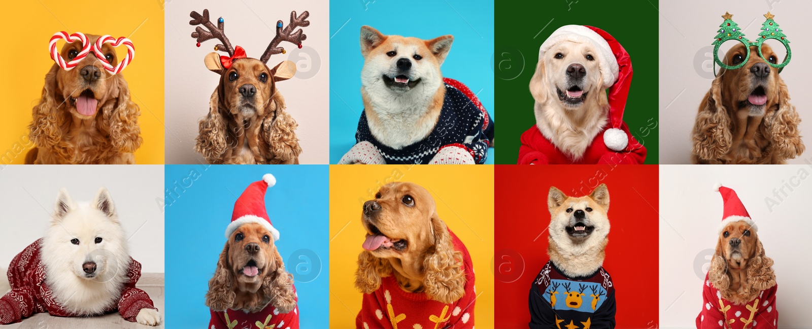 Image of Cute dogs in Christmas sweaters, party glasses, Santa hats and headband on color backgrounds. Banner design