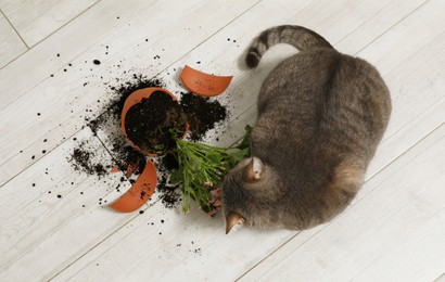 Photo of Cute cat and broken flower pot with cineraria plant on floor, top view