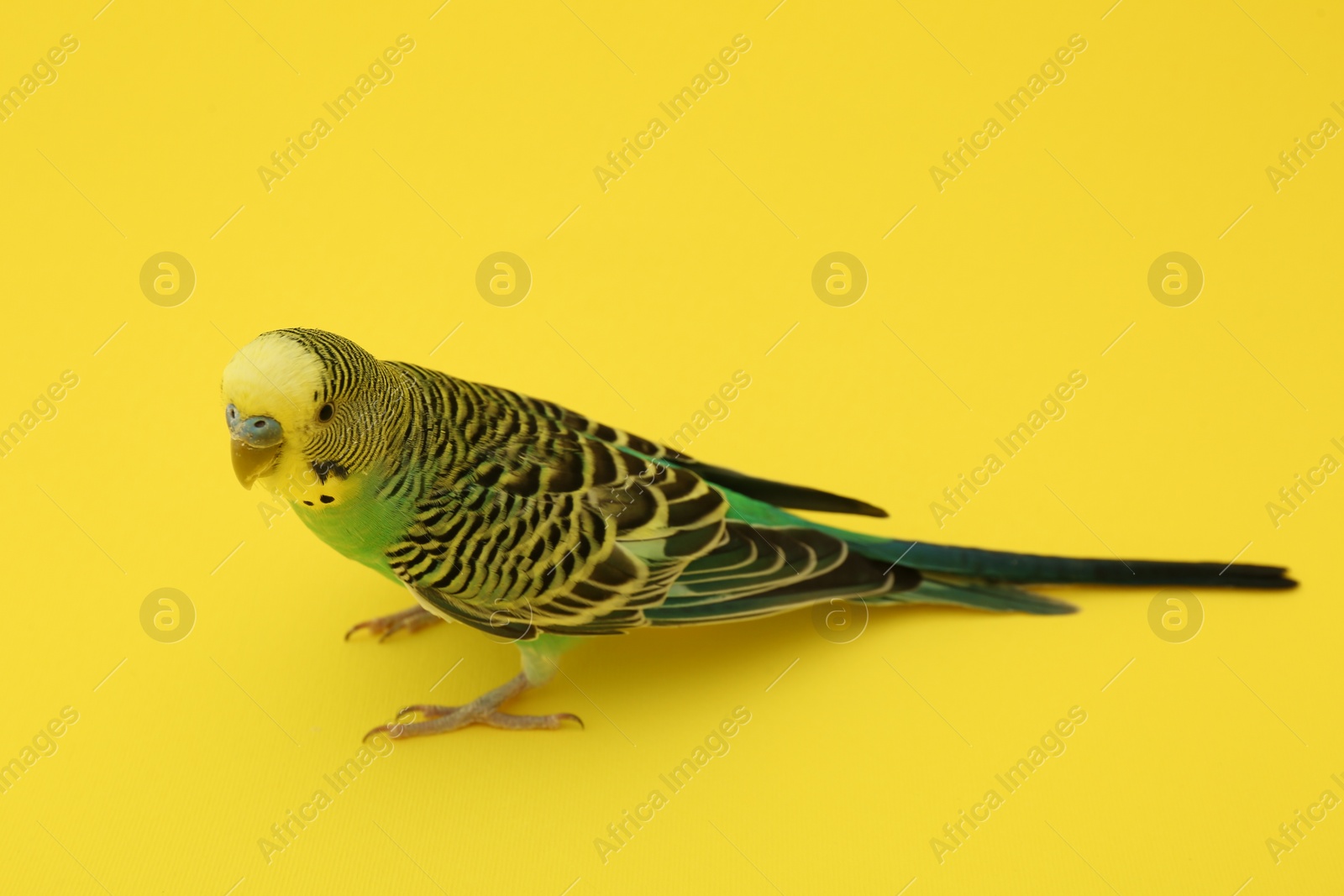 Photo of Beautiful parrot on yellow background. Exotic pet