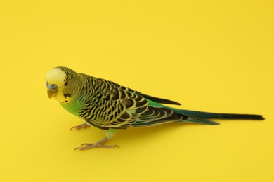 Photo of Beautiful parrot on yellow background. Exotic pet