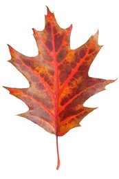 Photo of Autumn season. Oak leaf isolated on white