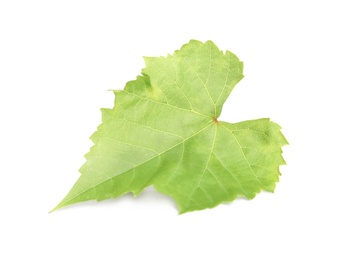 Photo of Fresh green grape leaf isolated on white