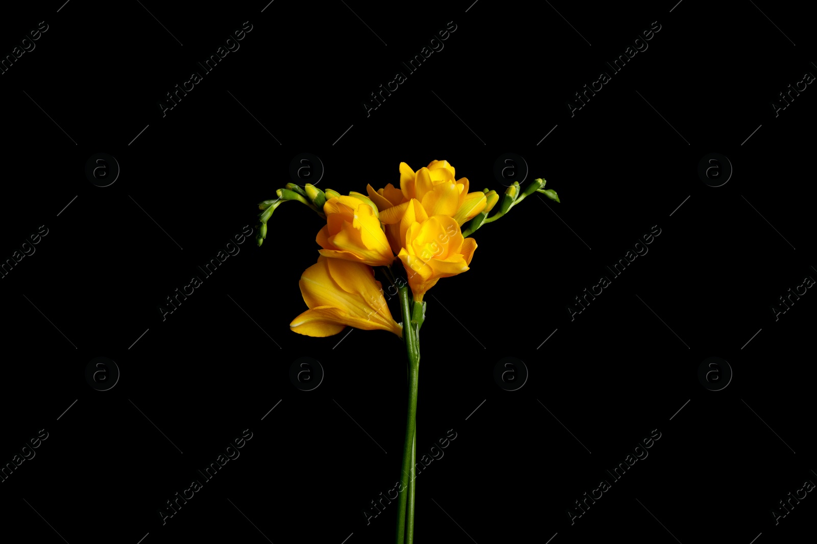 Photo of Beautiful yellow freesia flowers on black background