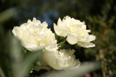 Photo of Closeup view of blooming white peony bush outdoors