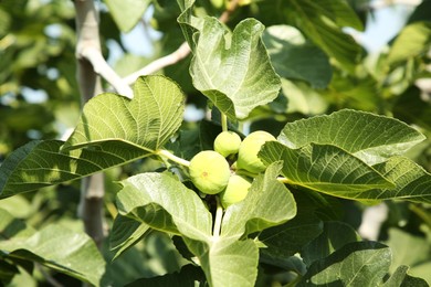 Photo of Unripe figs growing on tree in garden