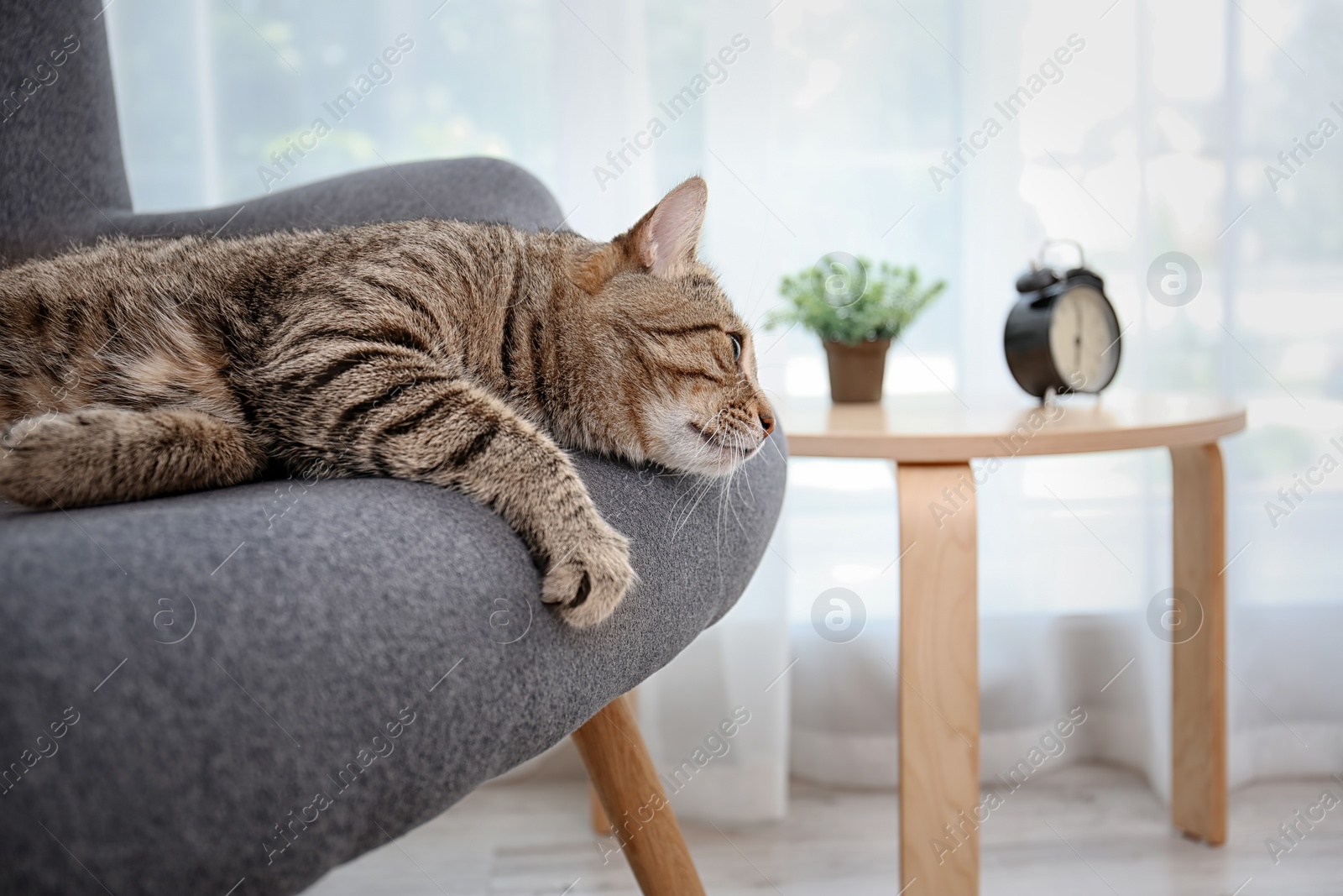 Photo of Cute cat resting on sofa at home