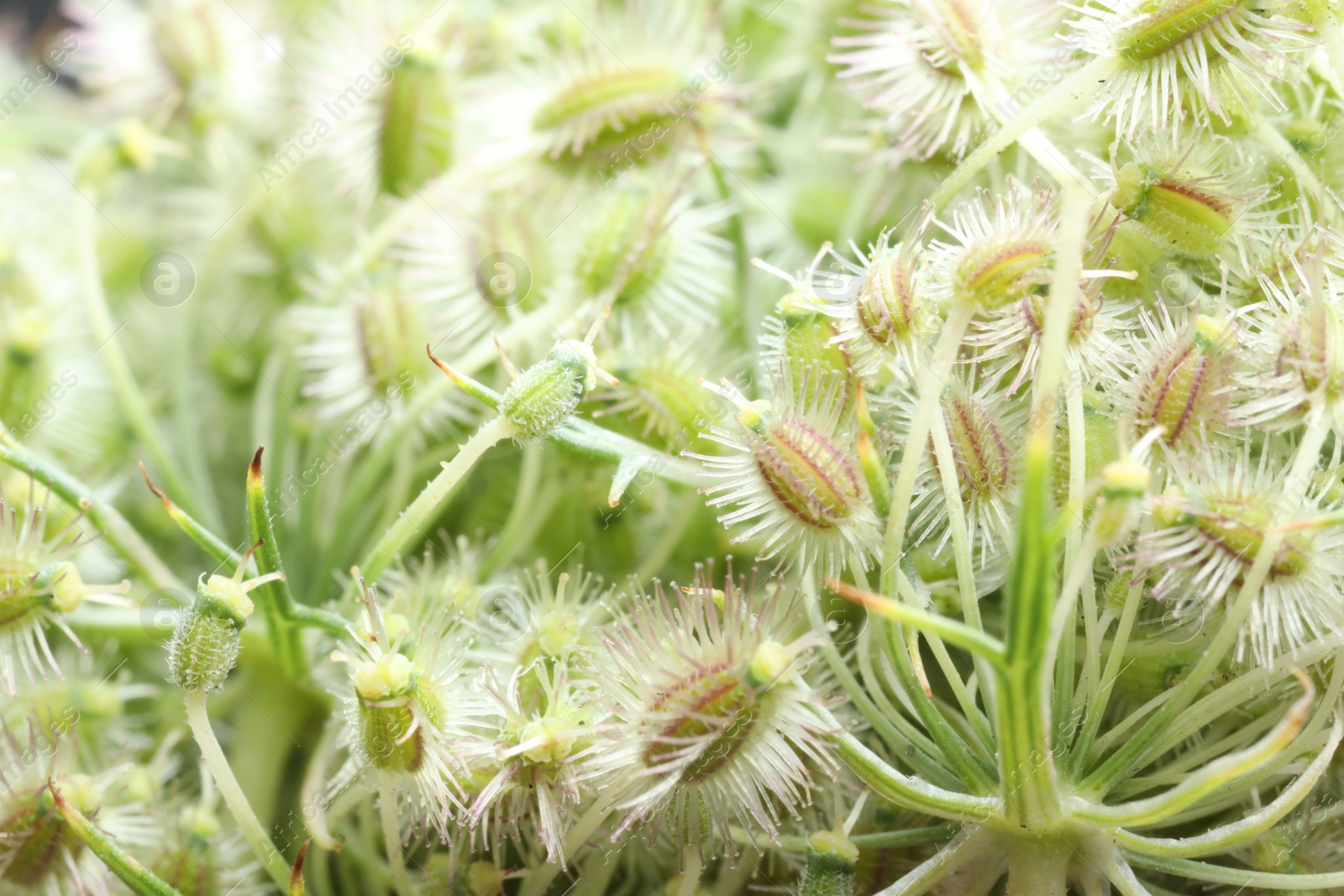 Photo of Macro photo of beautiful Astrodaucus plant on blurred background