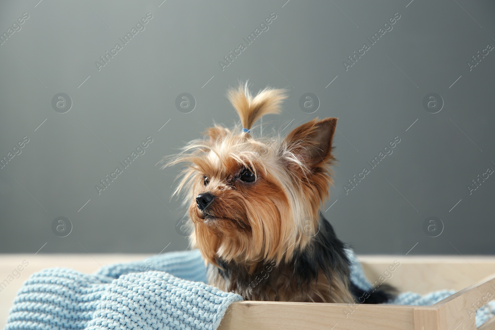 Photo of Yorkshire terrier in wooden crate against grey wall, space for text. Happy dog