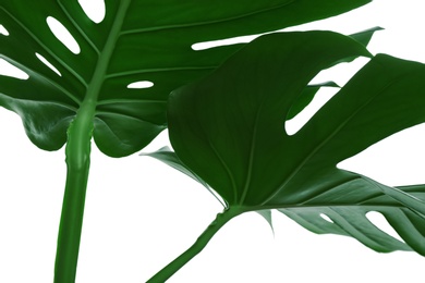 Photo of Beautiful monstera leaves on white background, closeup. Tropical plant