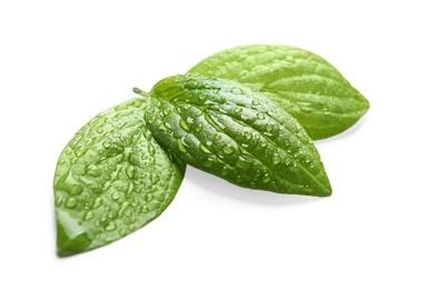 Photo of Green leaves with dew on white background