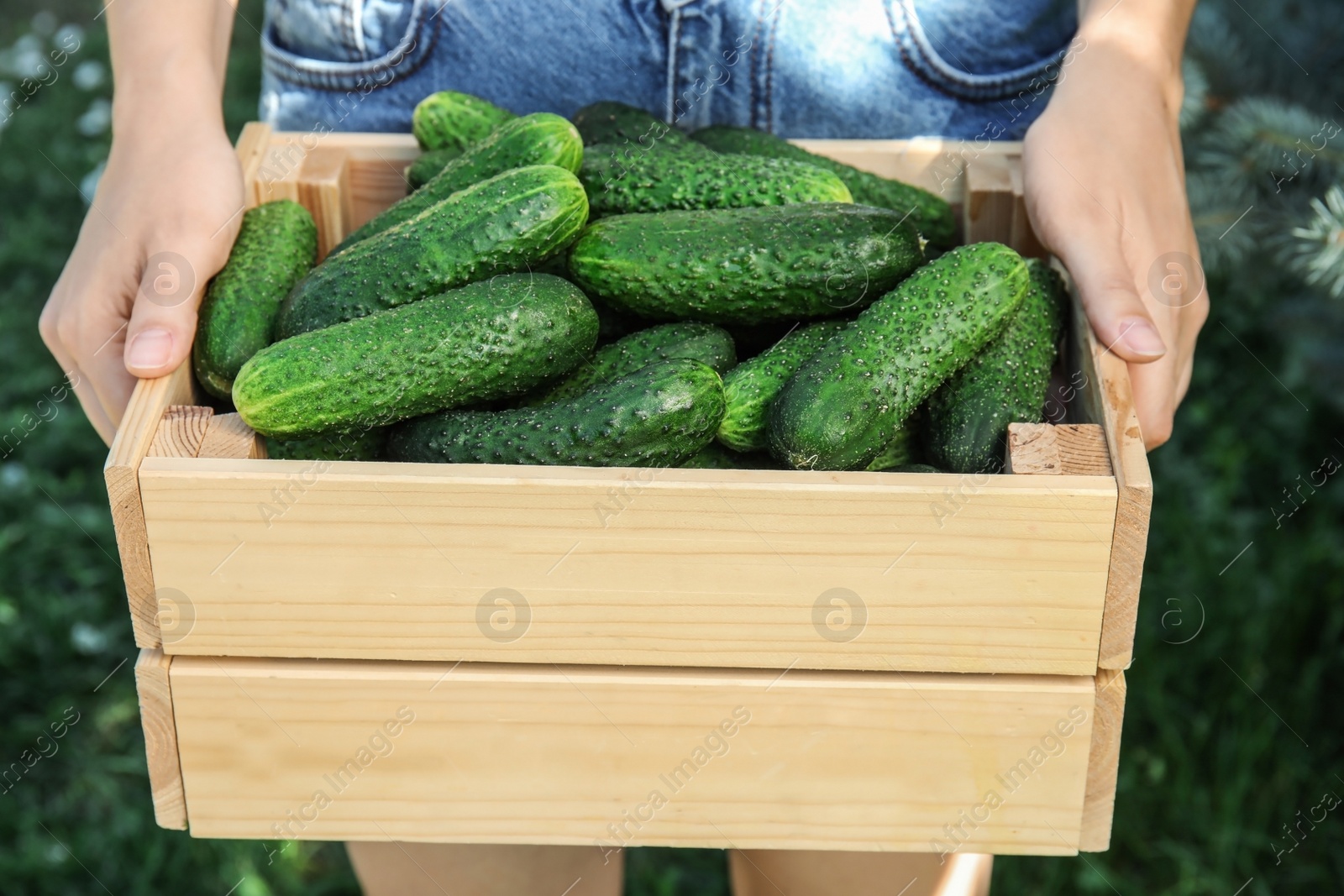 Photo of Woman holding wooden crate with ripe cucumbers outdoors, closeup