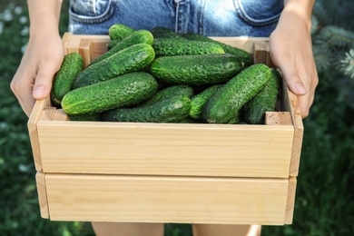 Photo of Woman holding wooden crate with ripe cucumbers outdoors, closeup