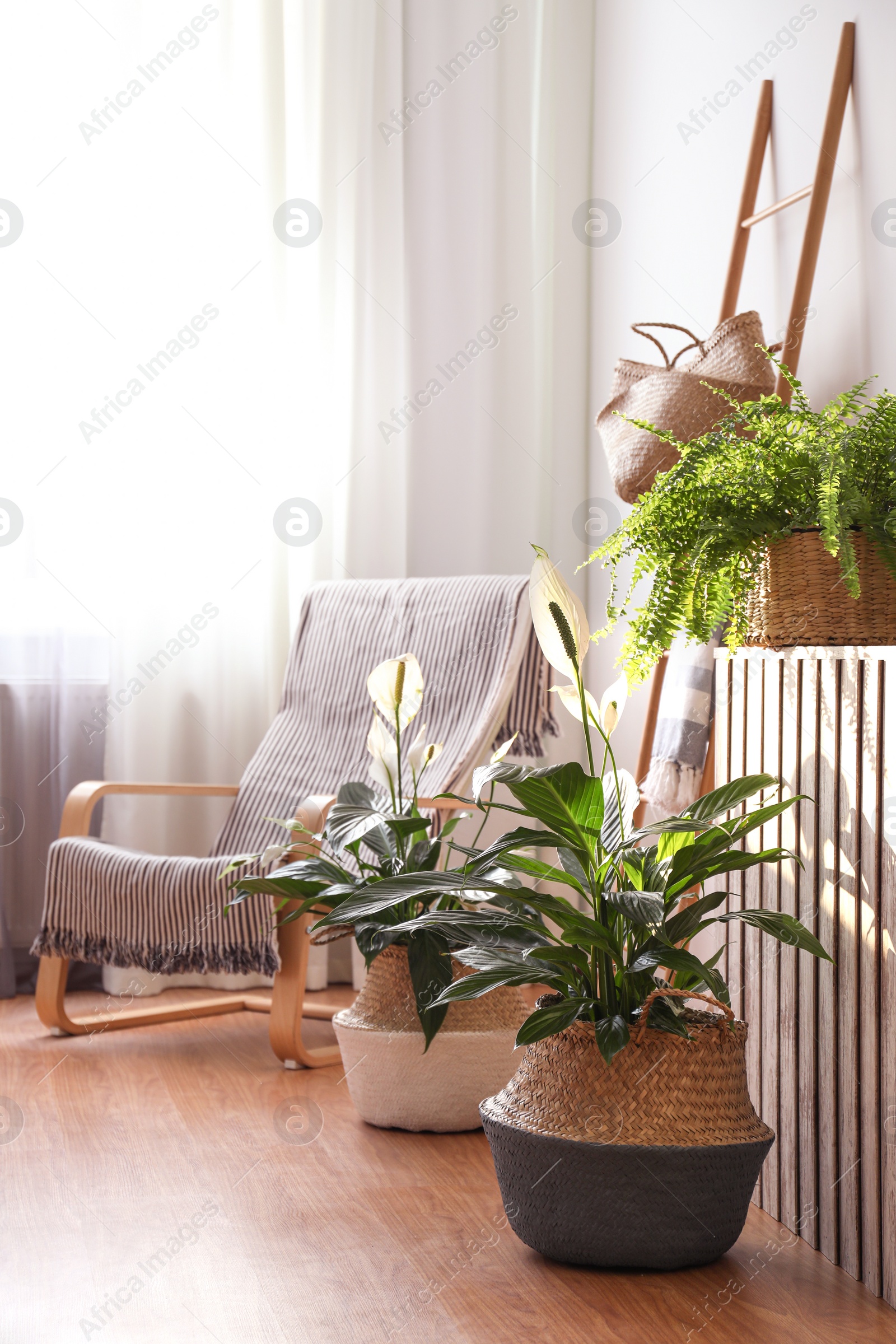 Photo of Beautiful potted plants in stylish room interior. Design elements