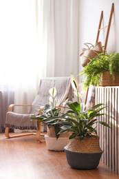 Beautiful potted plants in stylish room interior. Design elements