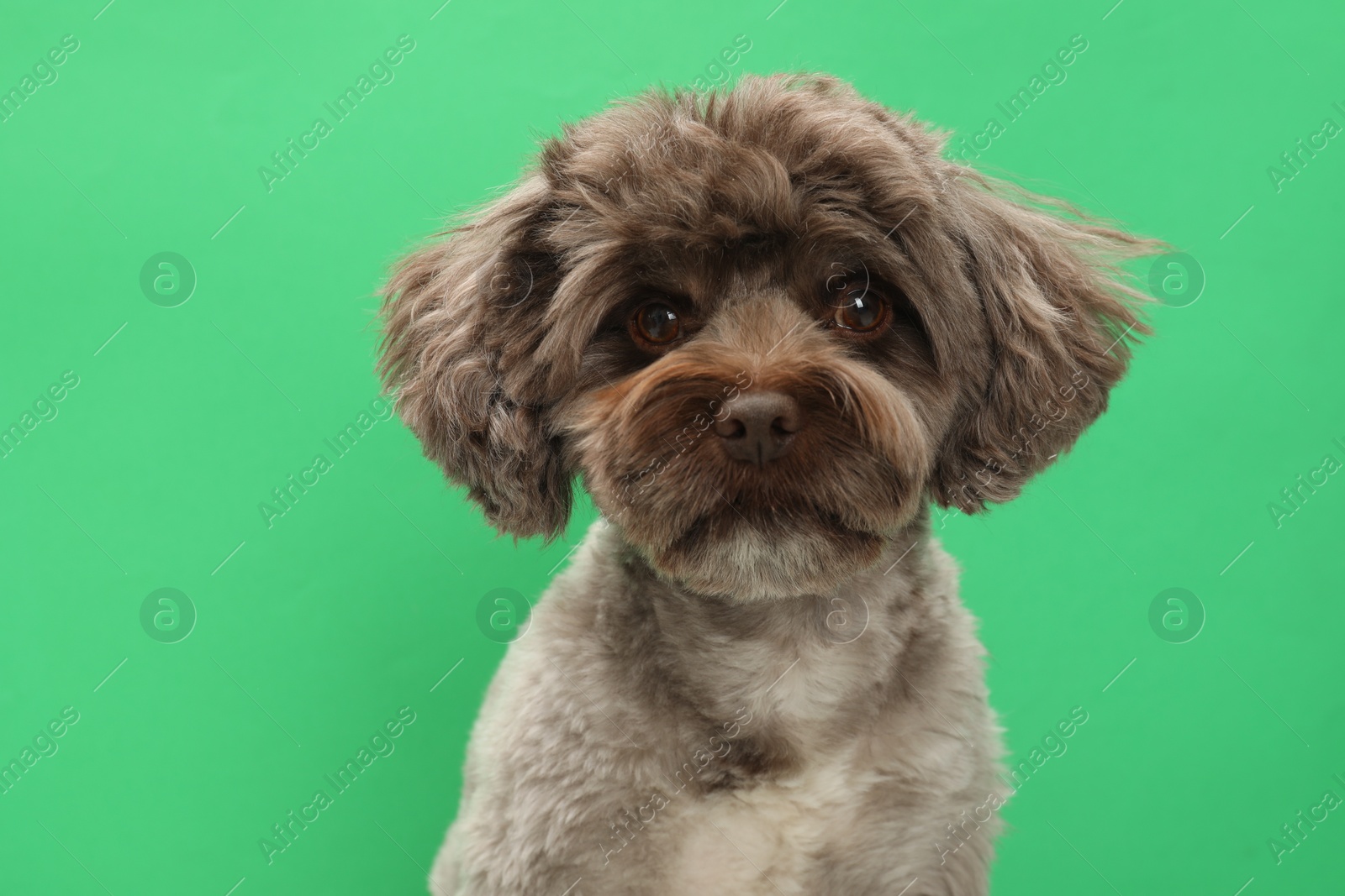 Photo of Cute Maltipoo dog on green background. Lovely pet