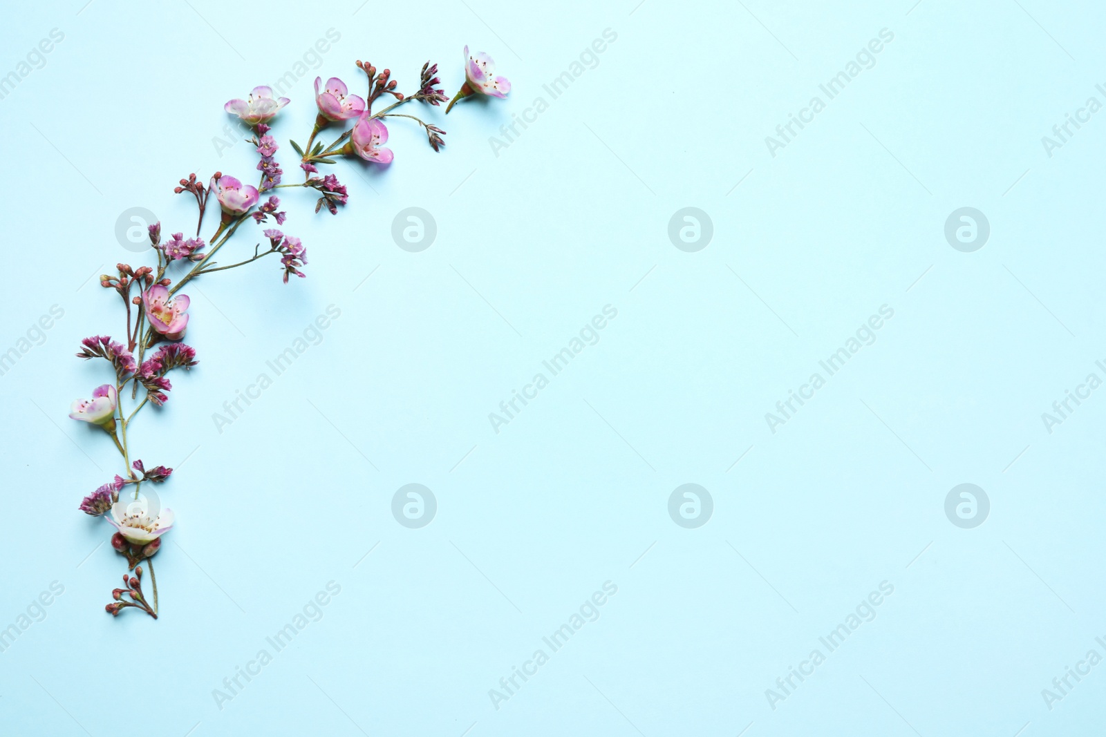 Photo of Flat lay composition with beautiful flowers and space for text on light blue background. Floral card design
