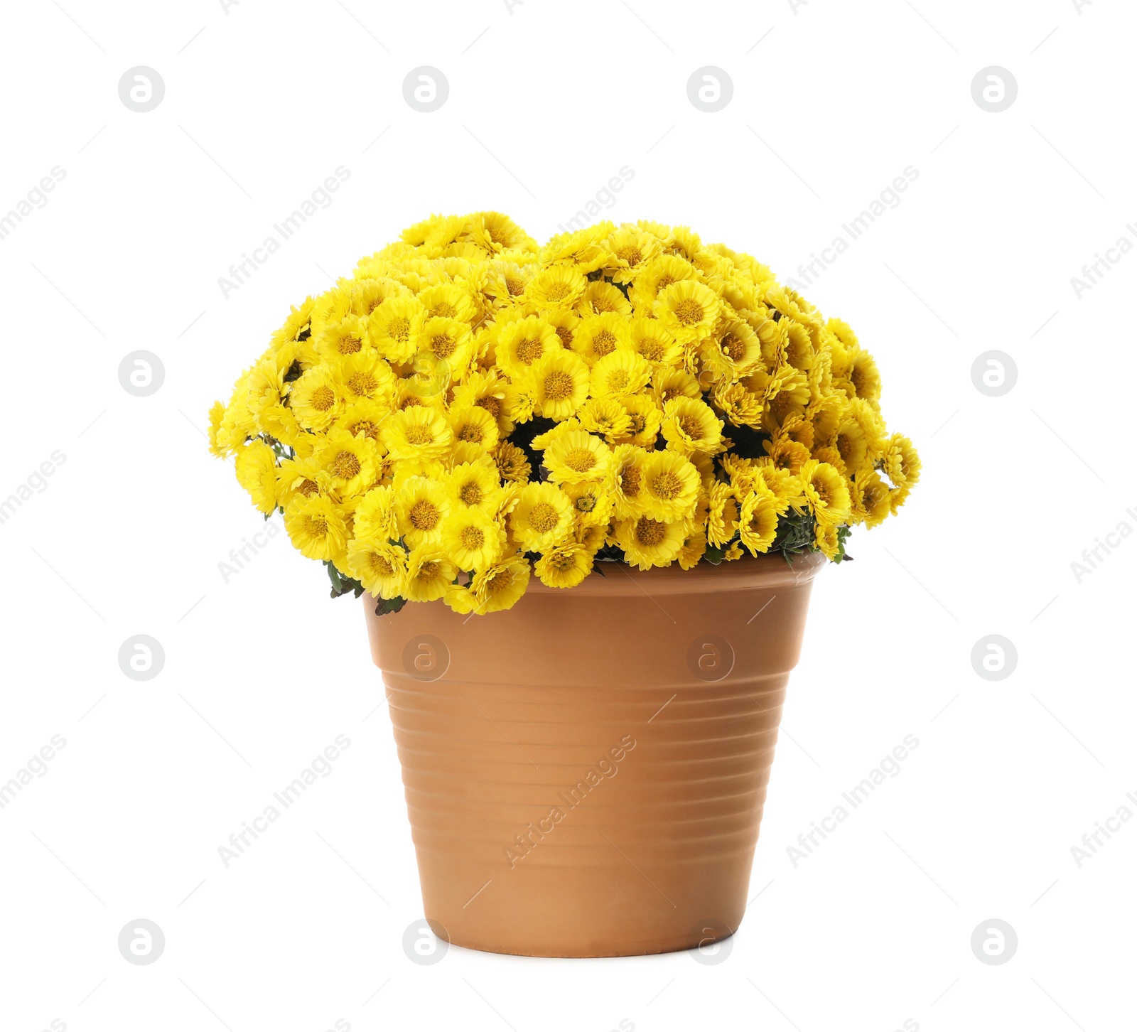 Photo of Beautiful yellow chrysanthemum flowers in pot on white background