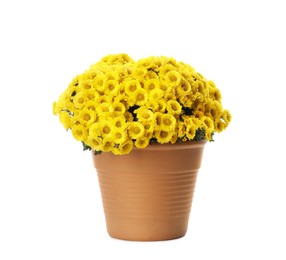Photo of Beautiful yellow chrysanthemum flowers in pot on white background