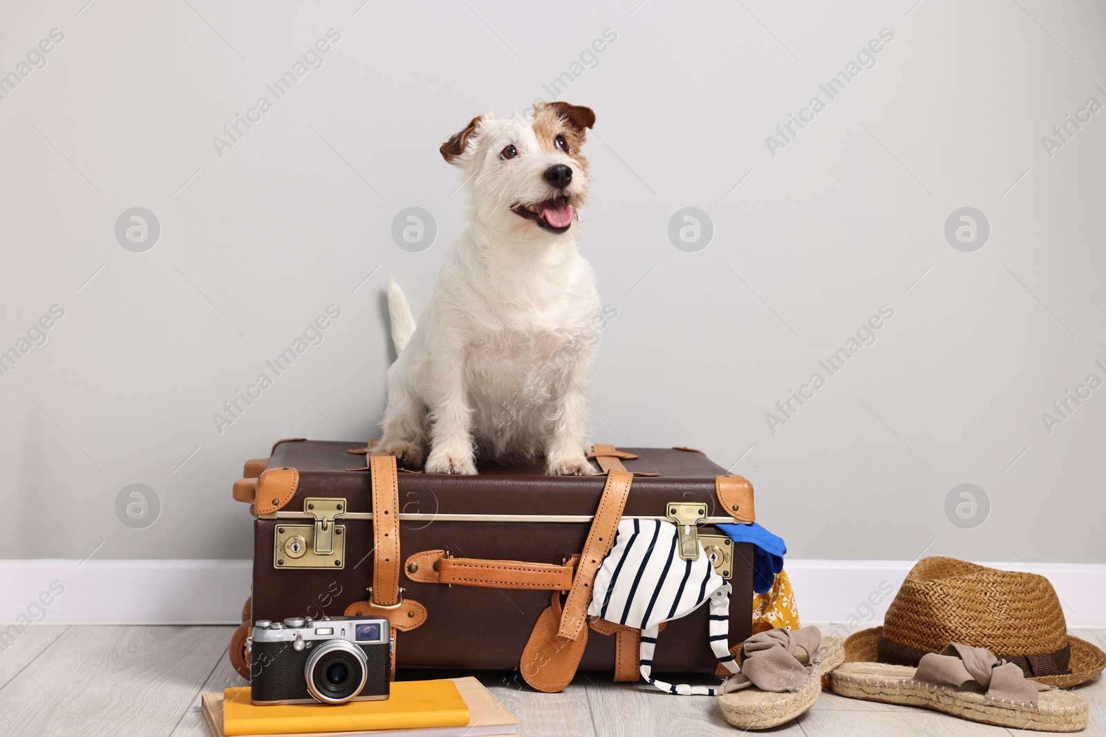 Photo of Travel with pet. Dog, clothes and suitcase indoors