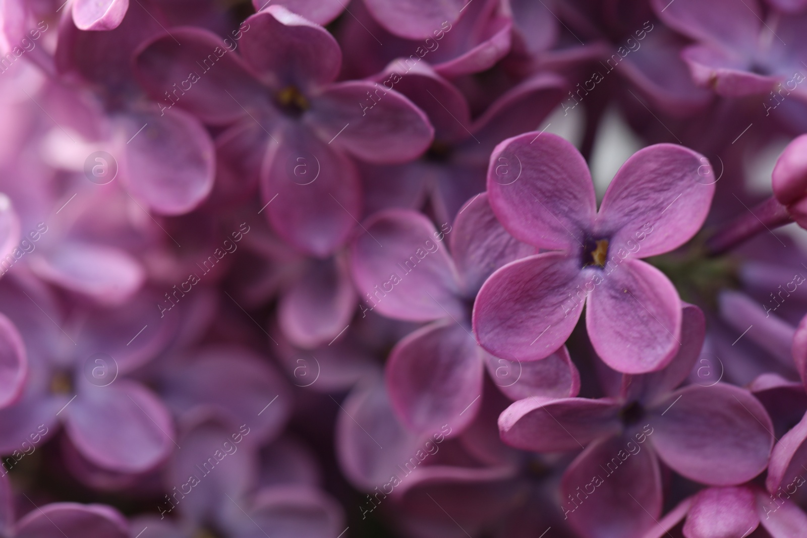 Photo of Closeup view of beautiful blossoming lilac as background