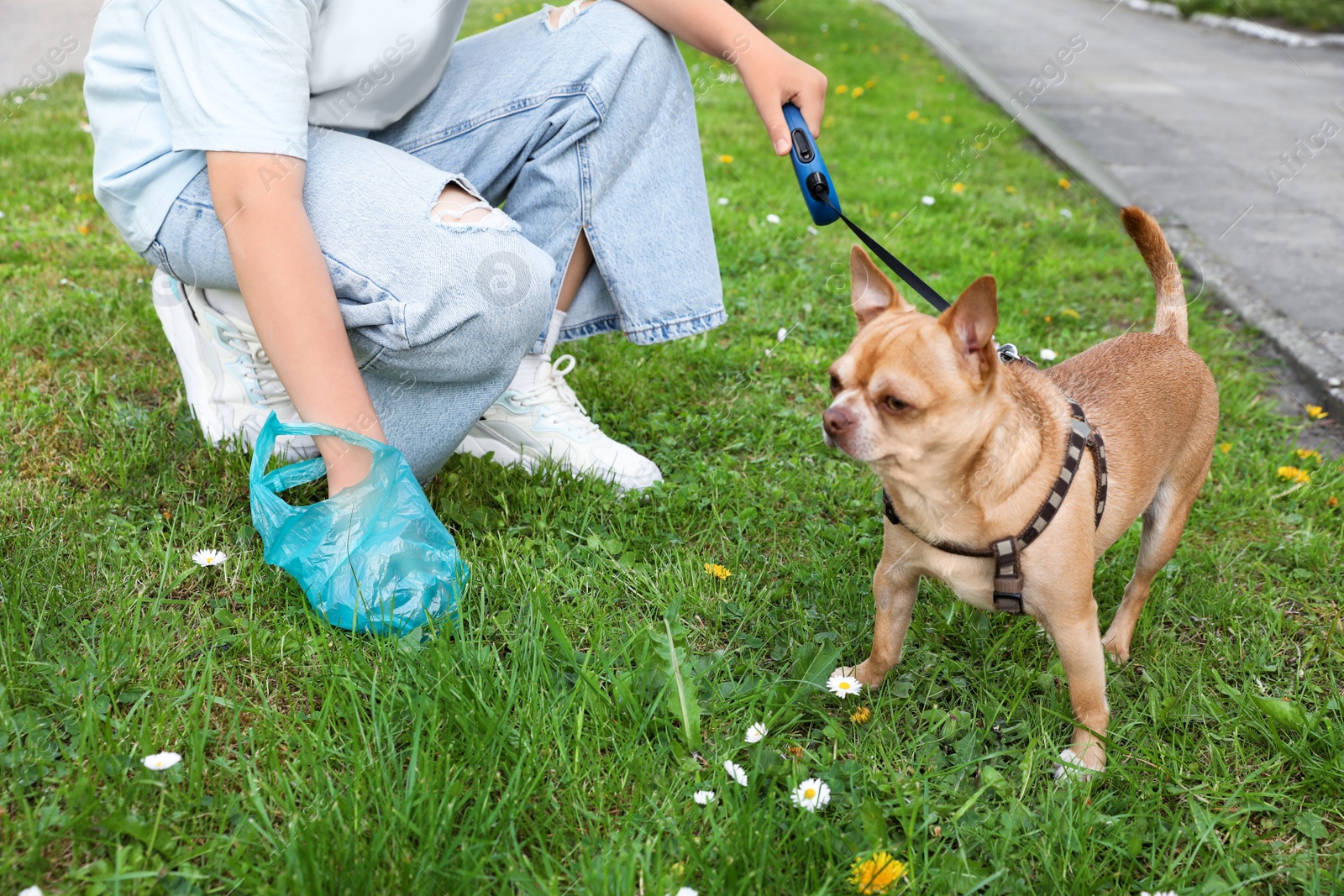 Photo of Woman picking up her dog's poop from green grass, closeup