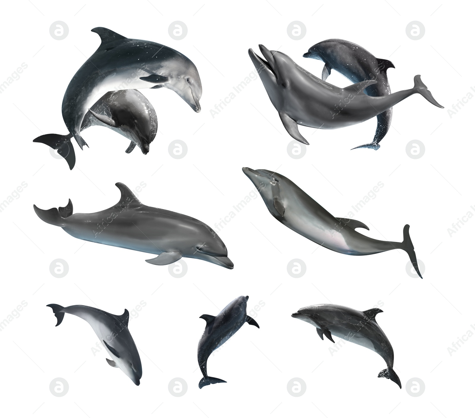 Image of Beautiful grey bottlenose dolphins on white background, collage