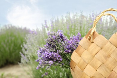 Photo of Wicker bag with beautiful lavender flowers in field. Space for text