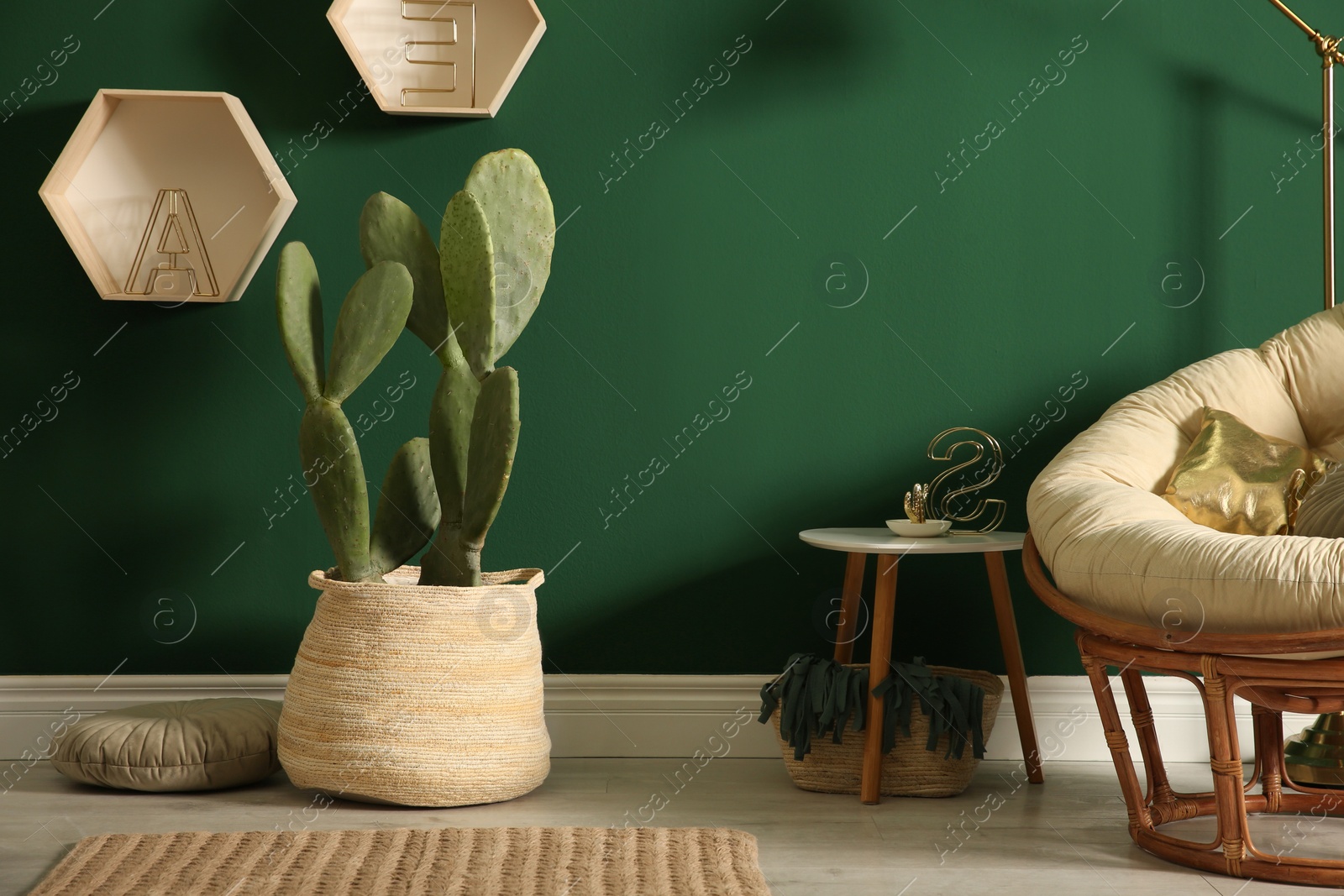 Photo of Potted cactus near green wall in room